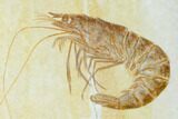 Bargain, Fossil Shrimp (Aeger) - Solnhofen Limestone #143816-1